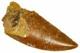 Serrated Raptor Tooth - Real Dinosaur Tooth #361020-1